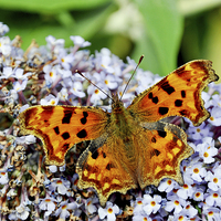 Buy canvas prints of The beautiful Comma Butterfly by Frank Irwin