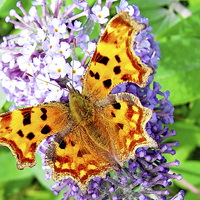 Buy canvas prints of A Beautiful Comma Butterfly by Frank Irwin