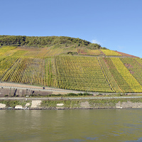 Buy canvas prints of The vinyards of the River Rhine by Frank Irwin