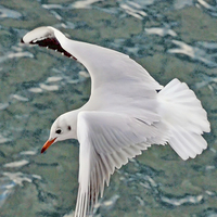 Buy canvas prints of The Ring-billed Gull by Frank Irwin