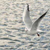 Buy canvas prints of The Ring-billed Gull by Frank Irwin