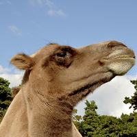 Buy canvas prints of A Bactrian camel in captivity by Frank Irwin