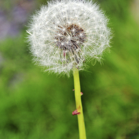 Buy canvas prints of The Full Dandelion ‘clock’. by Frank Irwin