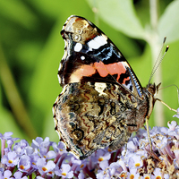Buy canvas prints of The beautiful Red Admiral butterfly by Frank Irwin
