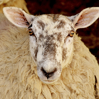 Buy canvas prints of A ewe having just given birth by Frank Irwin