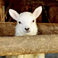 Buy canvas prints of A New-born Baby Lamb by Frank Irwin