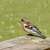 Buy canvas prints of The Male Chaffinch by Frank Irwin