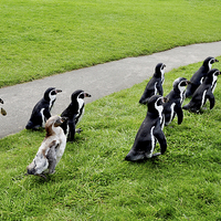 Buy canvas prints of The Humboldt penguins off for a feed by Frank Irwin