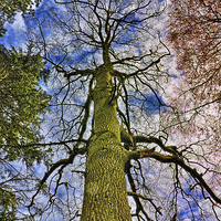 Buy canvas prints of Looking up a Pine Tree to the stars. by Frank Irwin