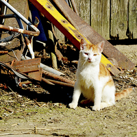 Buy canvas prints of A farmyard feral cat. by Frank Irwin