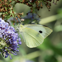 Buy canvas prints of Green Veined White butterfly by Frank Irwin