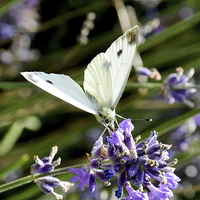 Buy canvas prints of The small white butterfly by Frank Irwin