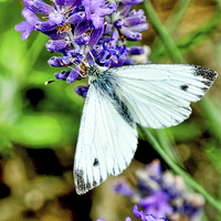 Buy canvas prints of The small white butterfly by Frank Irwin