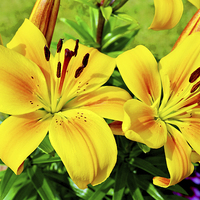 Buy canvas prints of Beautiful Yellow Lillies by Frank Irwin