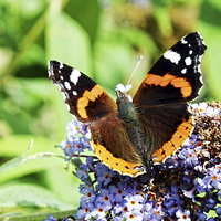 Buy canvas prints of The beautiful Red Admiral Butterfly by Frank Irwin