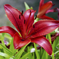 Buy canvas prints of Beautiful Red Lilies by Frank Irwin