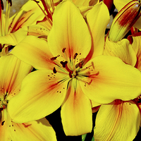 Buy canvas prints of Beautiful Yellow Lilies by Frank Irwin