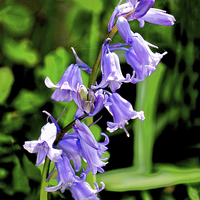 Buy canvas prints of Bluebells in the wild by Frank Irwin
