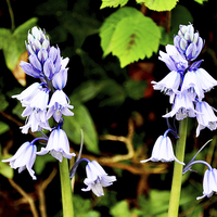 Buy canvas prints of Bluebells in the wild by Frank Irwin