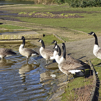 Buy canvas prints of Geese enyjoying winter sunshine by Frank Irwin