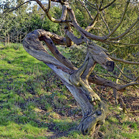 Buy canvas prints of Contorted Tree trunk by Frank Irwin