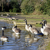Buy canvas prints of Geese swimming in Birkenhead Park by Frank Irwin