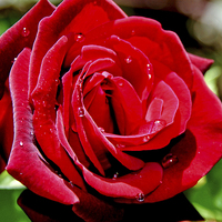 Buy canvas prints of A Red Hybrid Tea Rose by Frank Irwin