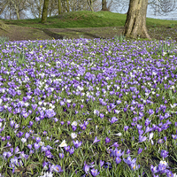 Buy canvas prints of A Meadow full of crocusses by Frank Irwin
