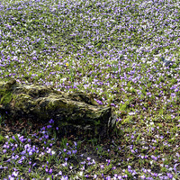 Buy canvas prints of A Meadow full of crocusses by Frank Irwin