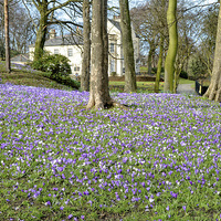 Buy canvas prints of Vale House in the Spring by Frank Irwin
