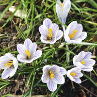 Buy canvas prints of Colourful Crocusses, Croci by Frank Irwin