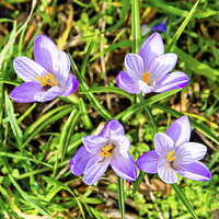 Buy canvas prints of A bunch of Crocusses, Croci by Frank Irwin