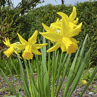 Buy canvas prints of Daffodils dancing in the Spring sunshine by Frank Irwin