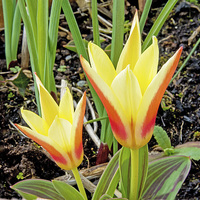 Buy canvas prints of Dwarf Tulips heralding Spring by Frank Irwin