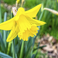 Buy canvas prints of Daffodils heralding the arrival of Spring by Frank Irwin