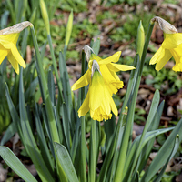 Buy canvas prints of Daffodils heralding the coming of Spring. by Frank Irwin