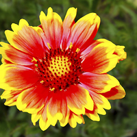 Buy canvas prints of A  Beautiful and colourful flower head by Frank Irwin