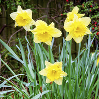 Buy canvas prints of Daffodils heralding the arrival of Spring by Frank Irwin