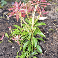 Buy canvas prints of Young Pieris newly planted. by Frank Irwin