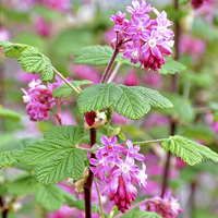 Buy canvas prints of Beautiful redcurrant in full bloom during the Spri by Frank Irwin