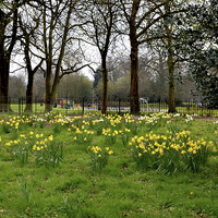 Buy canvas prints of Daffodils growing in the wild by Frank Irwin