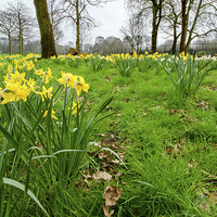 Buy canvas prints of Daffodils growing in the wild by Frank Irwin