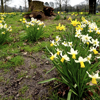 Buy canvas prints of Daffodils growing in the wild by Frank Irwin