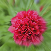 Buy canvas prints of Artistic picture of a Peony in full bloom. by Frank Irwin