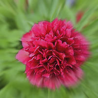 Buy canvas prints of Artistic picture of a Peony in full bloom. by Frank Irwin