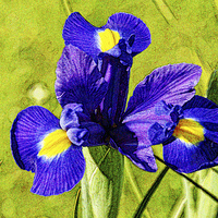 Buy canvas prints of Artistic approach to a Blue Iris by Frank Irwin