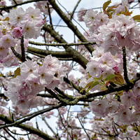 Buy canvas prints of Cherry Blossom in Spring by Frank Irwin