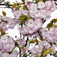 Buy canvas prints of Cherry Blossom in Spring by Frank Irwin