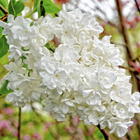 Buy canvas prints of Beautiful White Lilac (Syringa) by Frank Irwin