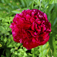 Buy canvas prints of Peony head in full bloom. by Frank Irwin